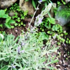 13435291_10209148256723434_7276529081226314612_n