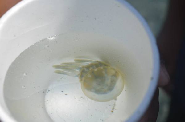 1376994_432309713570308_1431729026_n