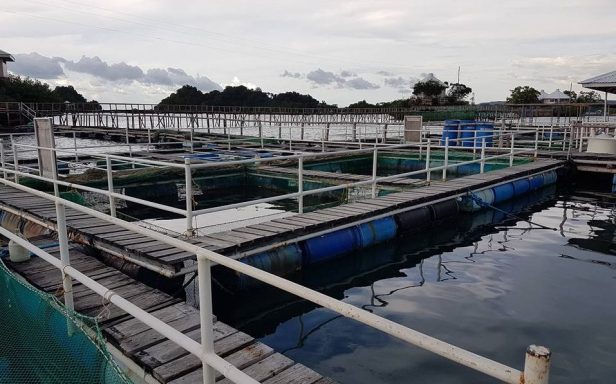 14910290_1416182278411067_3973974220520625366_n