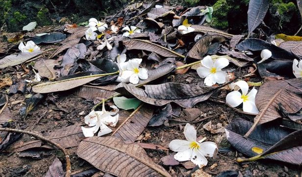 14947484_1416190358410259_5754403721837902532_n