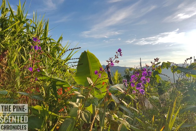 20170709_060213-01[1]